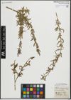 Foto von Salix purpurea L.